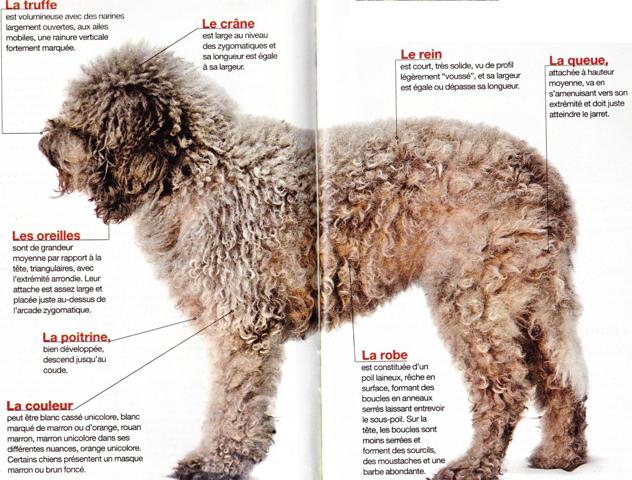 le lagotto